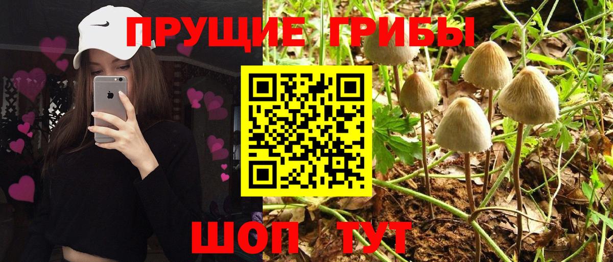Элиста  Псилоцибиновые грибы Cubensis  Вход с VPN 